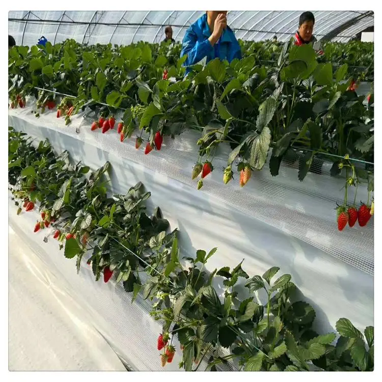 北京香野草莓苗品种 白雪草莓苗 根系发达
