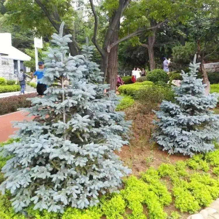 科罗拉多蓝杉别名蓝粉云杉庭院小区公园观赏绿化种植规格齐全