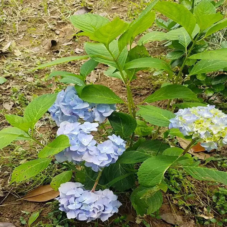 多色系蔷薇大花月季 绿化用八仙花 金银木又名金银忍冬 苗木基地选乾海