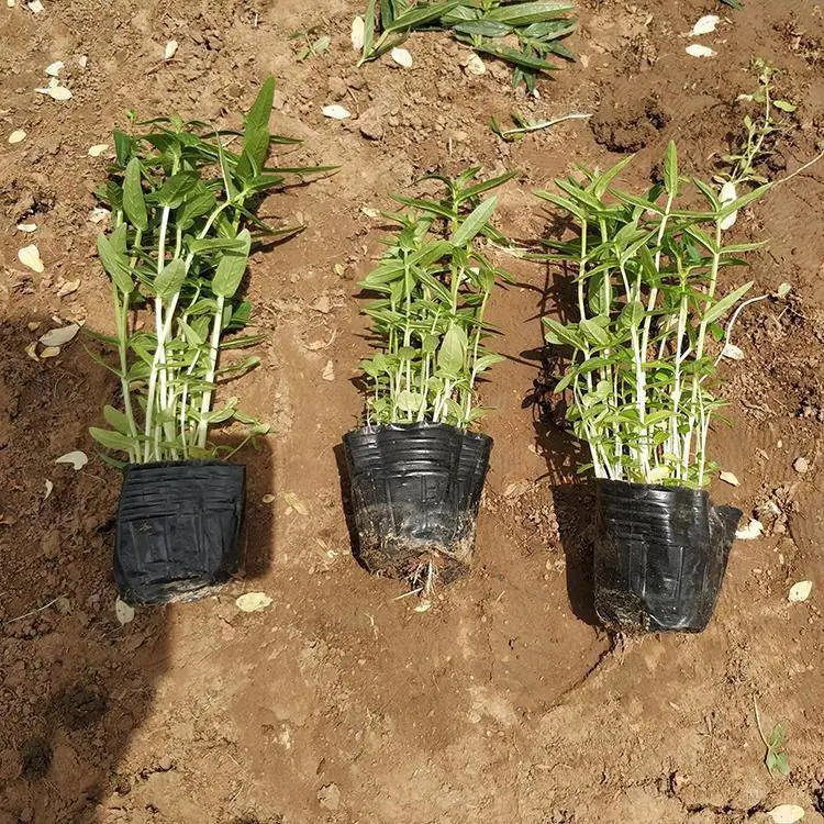 基地出售千屈菜 绿化用时令草花 千屈菜小苗