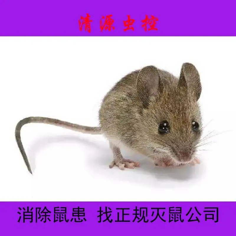 【清源虫控】镇江扬中食品厂原料库老鼠***外包服务
