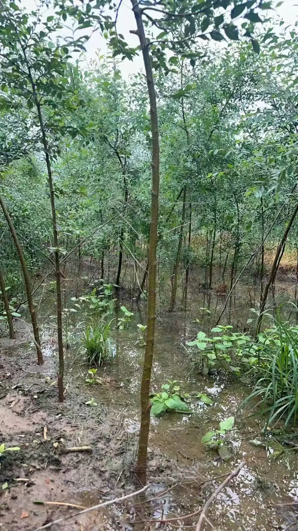 陕西汉中二乔苗木榆树苗基地批发上车价格,2米高榆树苗基地,榆树小苗产地报价