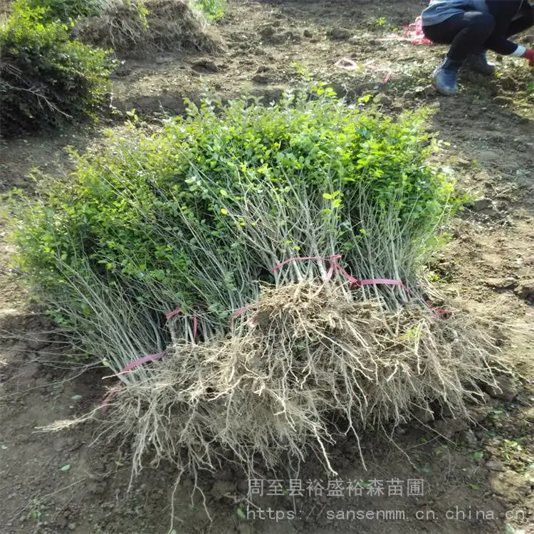 陕西周至苗圃-球形冬青周至品种齐全-周至道路隔离带苗木