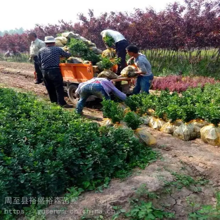 北方苗木基地 绣线菊 种子花苗园林 龙爪槐