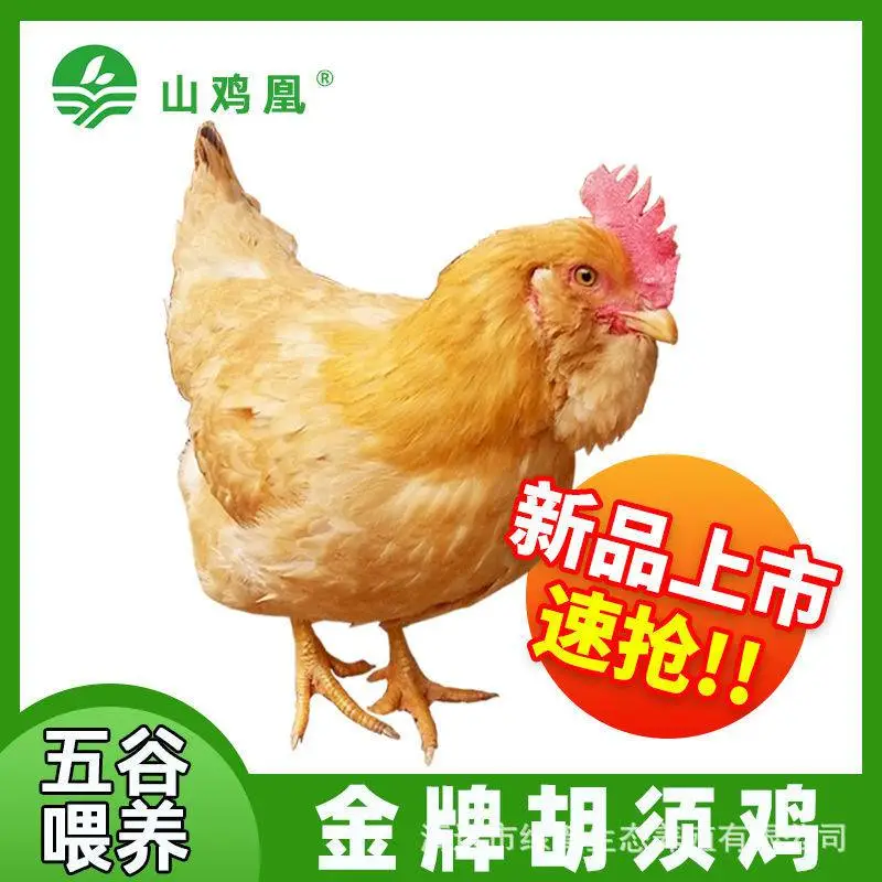 胡须鸡 正宗龙门三黄胡须鸡 鸡肉正宗土鸡农家散养走地鸡草鸡