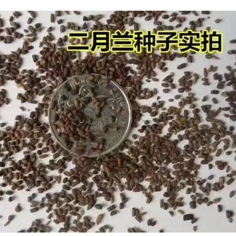 道路边坡种植兰香介蓝紫色种子肉丝瓜红天竹籽抗寒