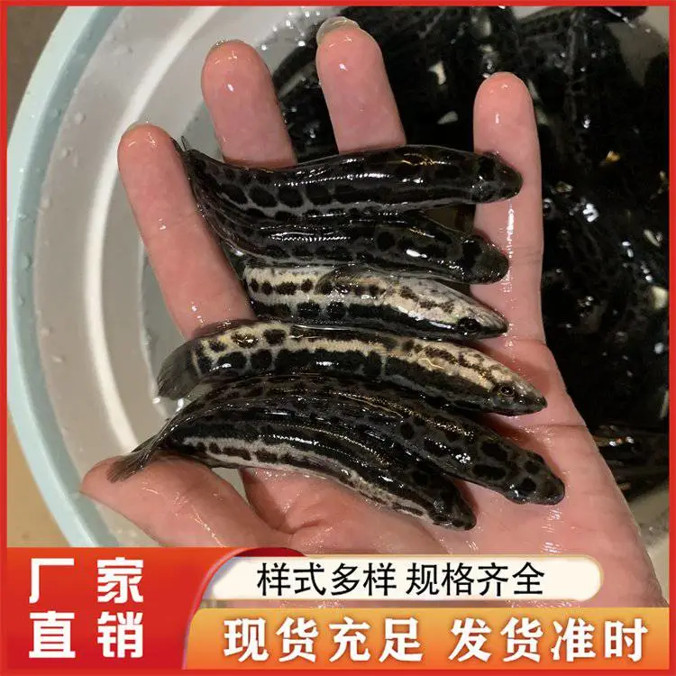 黑鱼苗 养殖基地供应 抗病能力强 生长速度快耐运输
