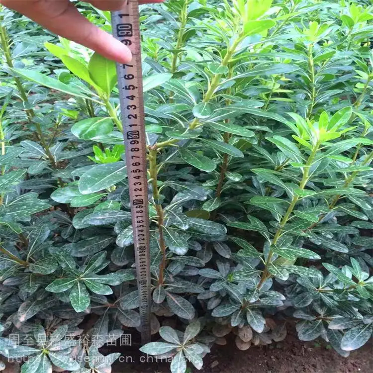 北方苗木基地 绣线菊 种子花苗园林 龙爪槐
