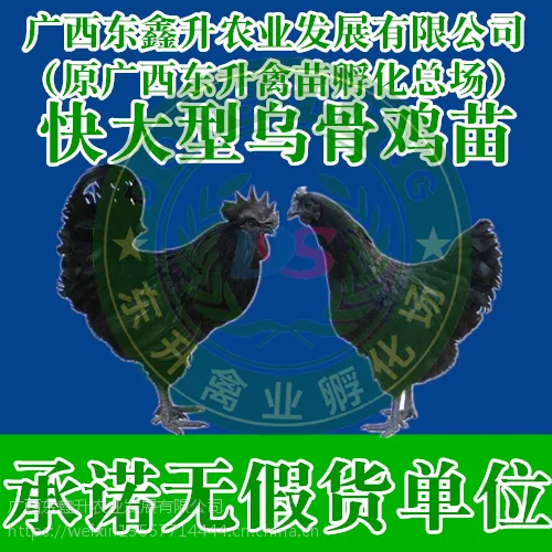 阳江市-散养土鸡苗多少钱一只-河北鸡苗-湖北鹅苗