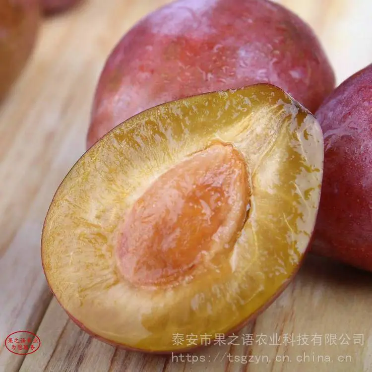 蜂糖李树苗、蜂糖李树苗***的育苗技术