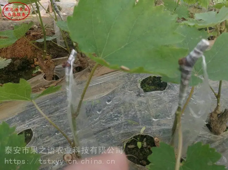 葡萄苗基地、巨峰葡萄苗、夏黑葡萄苗定购热线