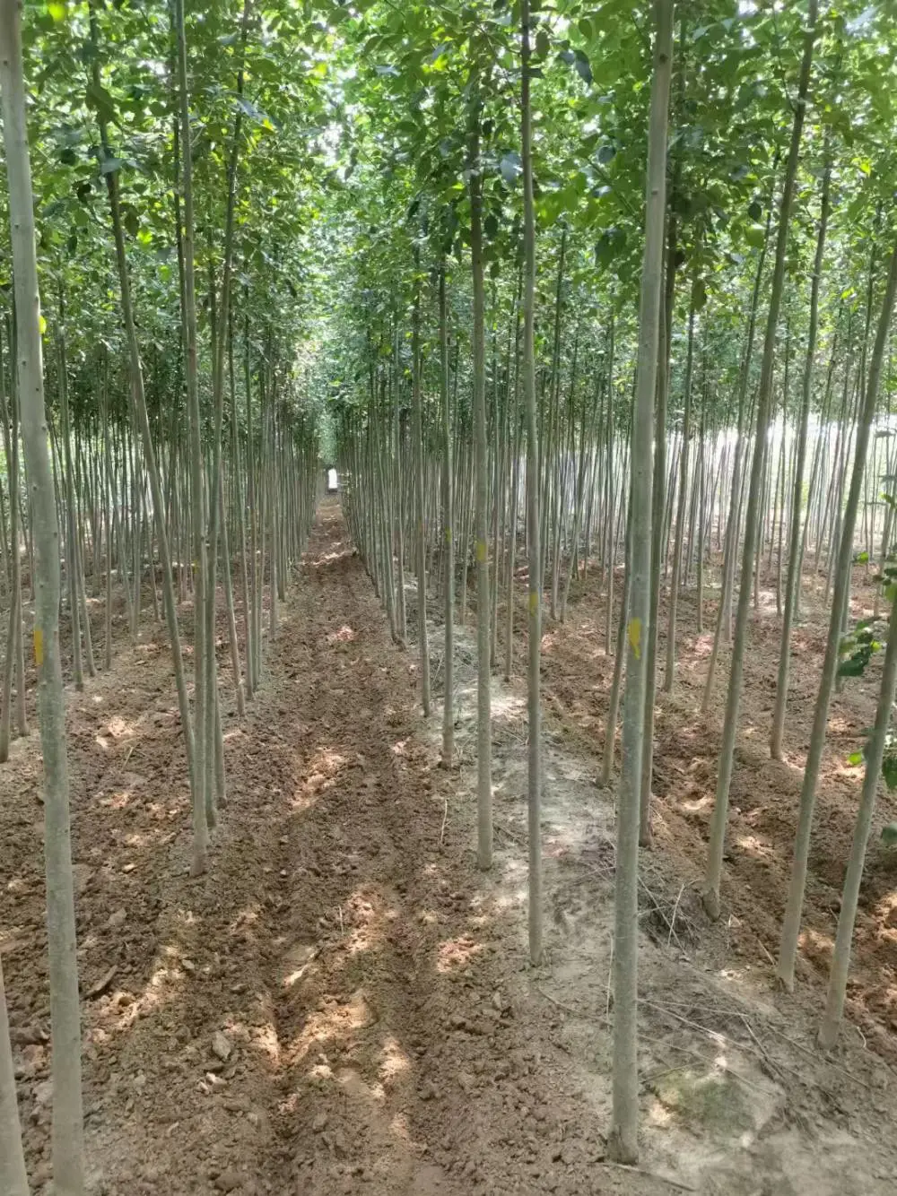 山东菏泽东明速生白蜡树苗木基地批发,2公分，4公分，5公分白蜡小苗产地报价,白蜡苗木供应商厂家上车价格