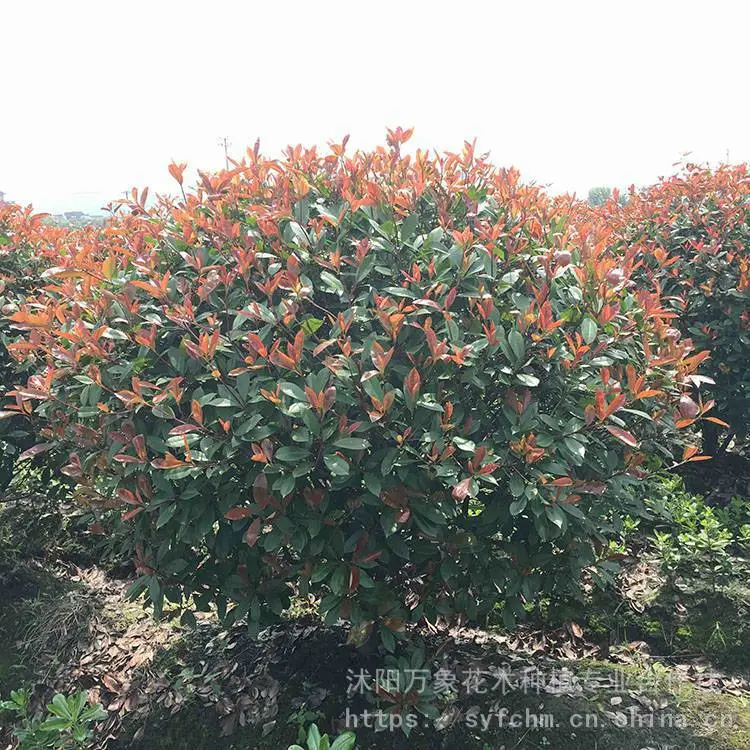 红叶石楠球 基地直销红叶石楠苗 供应园林绿化红叶石楠 万象花木