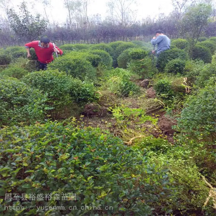 北方苗木基地 绣线菊 种子花苗园林 龙爪槐