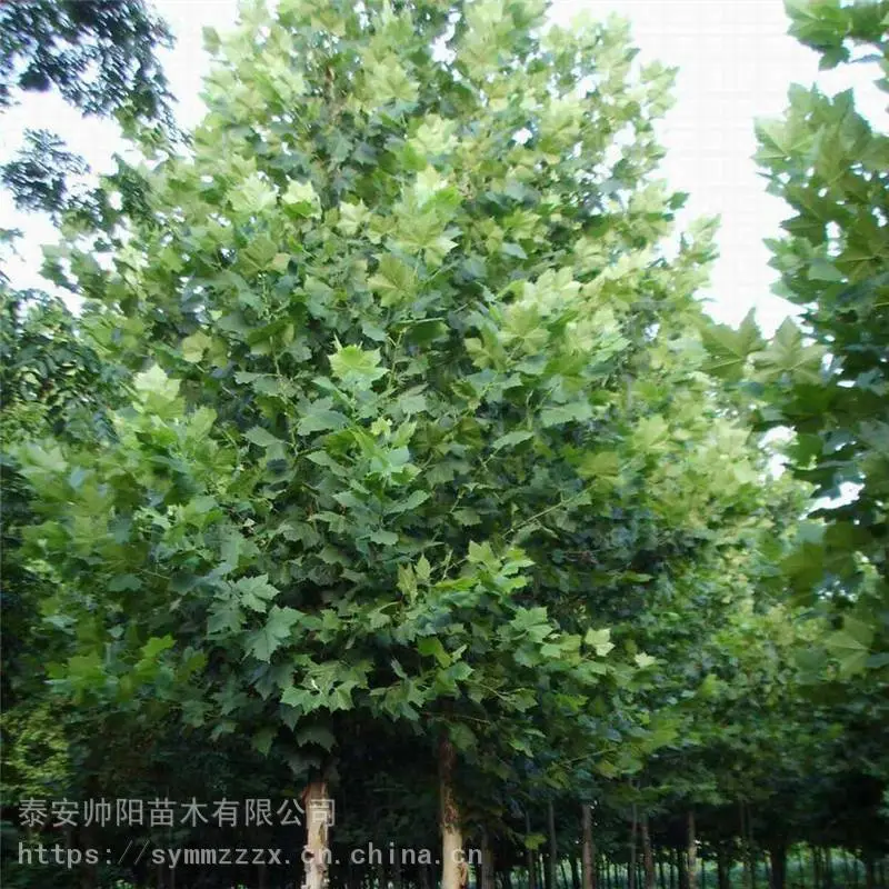 6公分法桐 种苗小苗栽培 帅阳 6公分法桐 出售优质商家