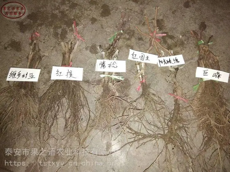 葡萄树苗价格、浪漫红颜葡萄苗、心愿葡萄树苗价格表