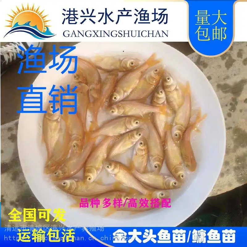 【正宗淡水鱼苗】淡水红大头鱼苗黄金大头鱼苗红鳙鱼苗 四大家鱼苗