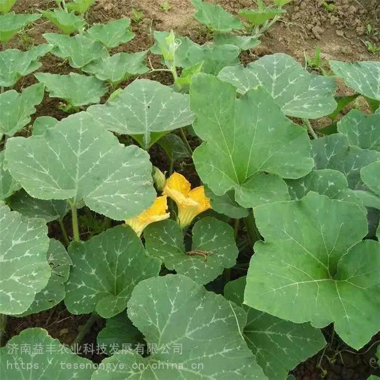 香芋南瓜种植技术 南瓜种子价格 现货供应 益丰种业