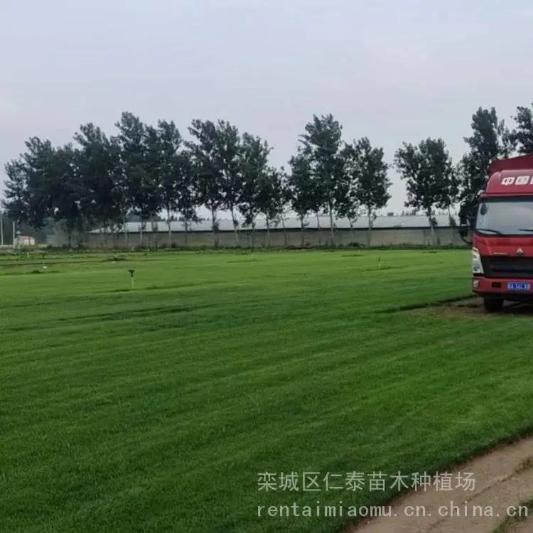 人工草种子每斤多少钱 黑麦草草坪 草皮卷 香椿种子
