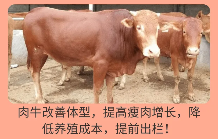 饲美佳 牛用催肥添加剂 羊添加剂催肥促长 改善体型多长瘦肉