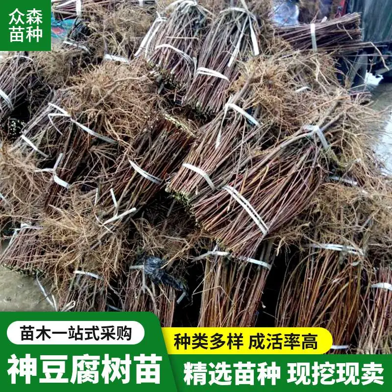高50-180公分神豆腐树苗 一年生全木质化苗 移栽成活***