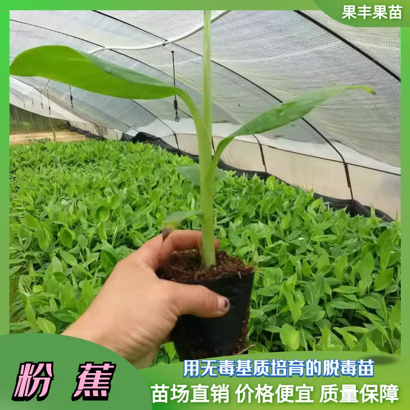金粉一号粉蕉苗（西贡蕉）