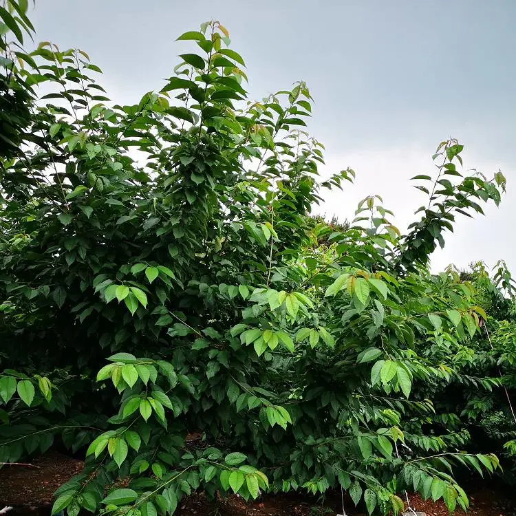 苹果树布鲁克斯樱桃苗 俄罗斯8号大樱桃树苗 管理技术