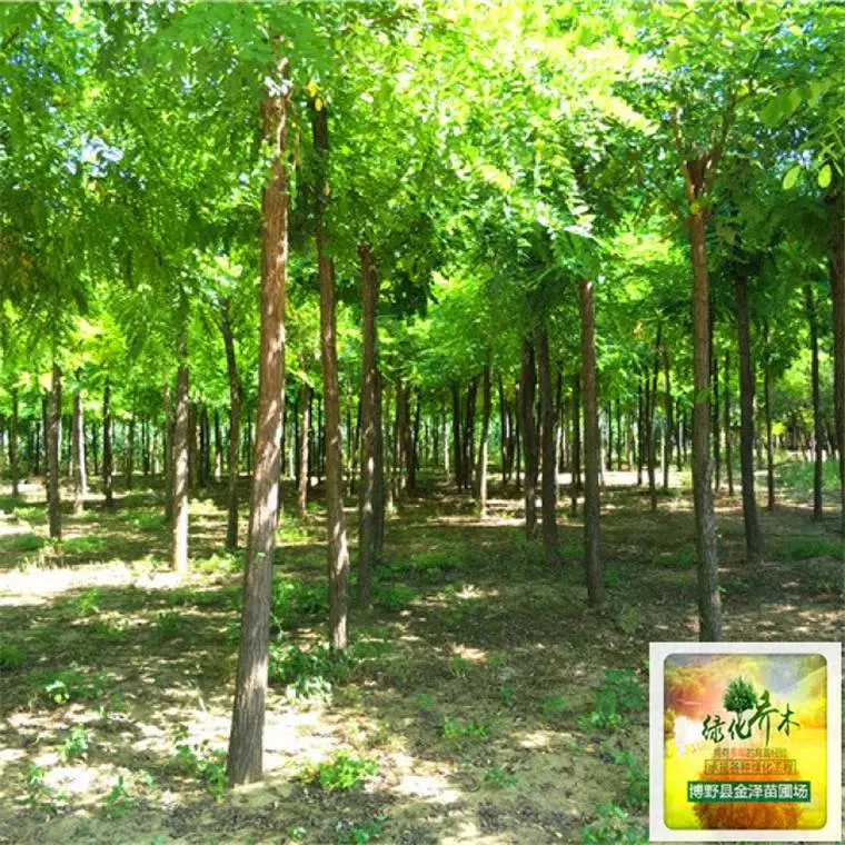 刺槐苗木-基地供应-常规树种-实地考察-基地现挖