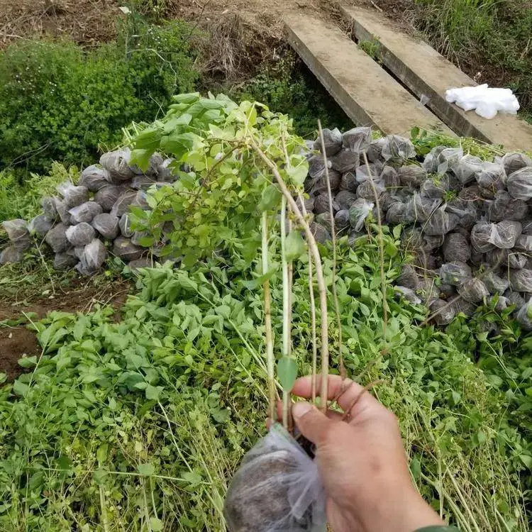 多色系蔷薇大花月季 绿化用八仙花 金银木又名金银忍冬 苗木基地选乾海