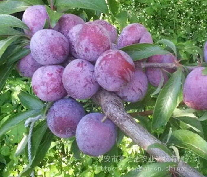 蜂糖李树苗、蜂糖李树苗***的育苗技术