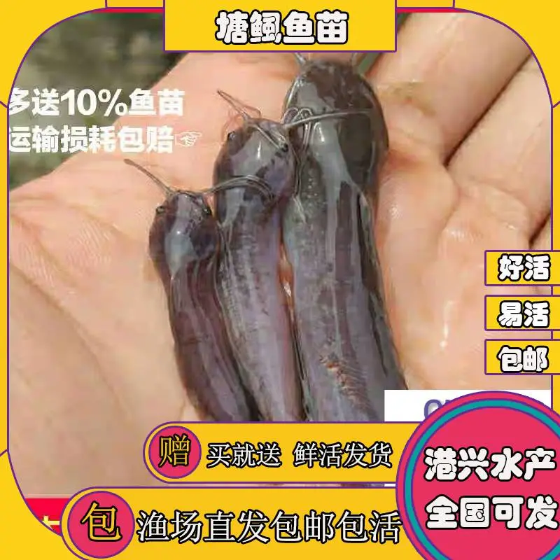本地塘鲺苗供应 塘鲺苗滑哥苗鲶鱼苗出售 品质***鱼塘全国发货