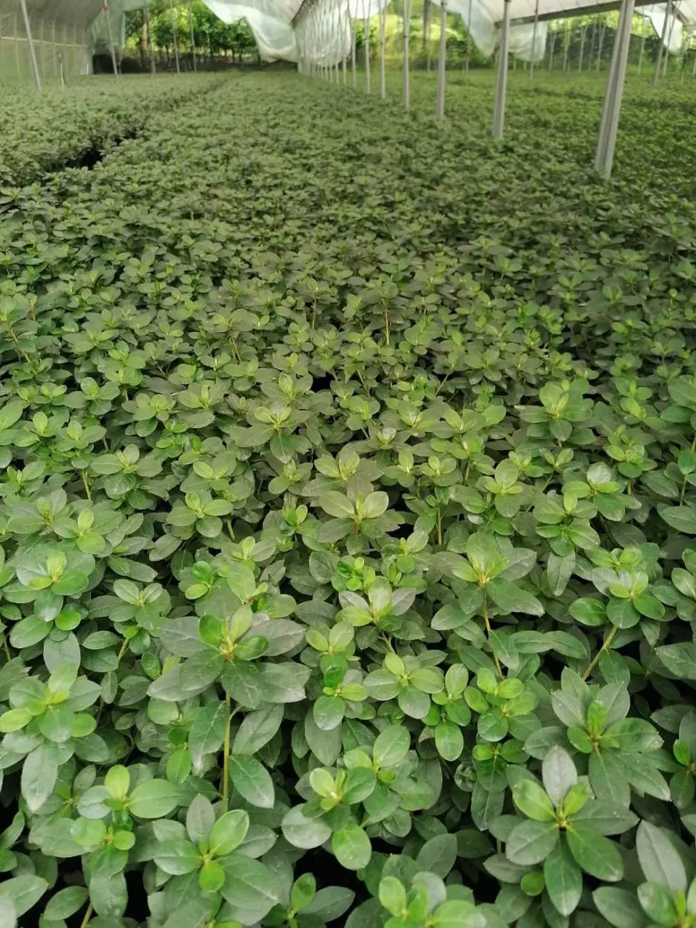湖南湘潭西洋鹃怎么养种植基地还有杜鹃