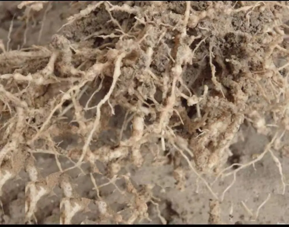 根系长瘤、植株枯萎？这个 “地下杀手” 根结线虫正在毁掉你的作物！
