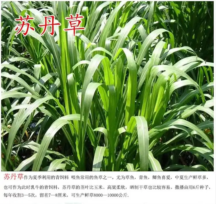 河北石家庄常青护坡王草种厂家批发野花组合草种籽