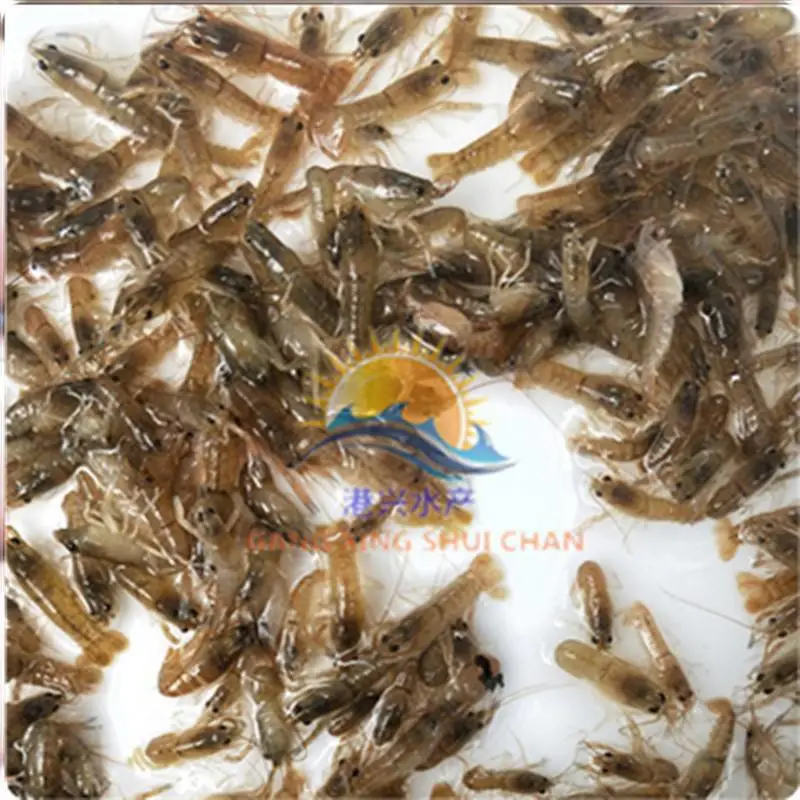 龙虾苗大量出售 2-3公分供应澳洲淡水龙虾苗澳洲龙虾本地塘头收购行情