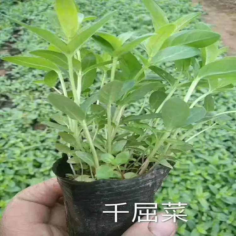 基地出售千屈菜 绿化用时令草花 千屈菜小苗