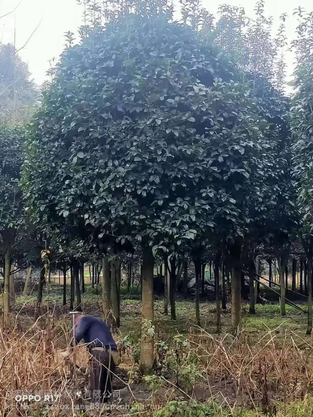 四川攀枝花真植物绿雕养护 汽车摆件雕塑