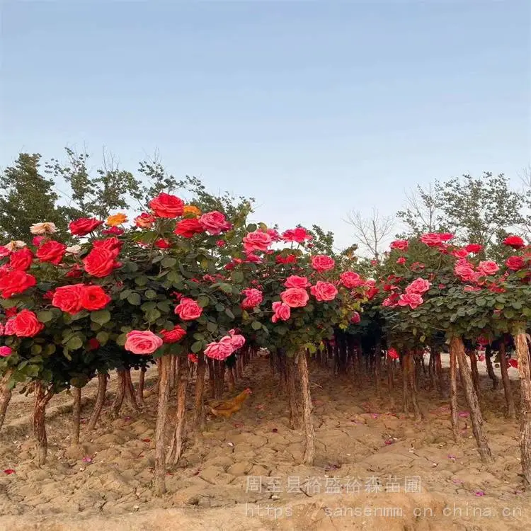 杨凌苗圃五彩月季爬藤苗-花墙围栏-藤本彩虹月季小苗