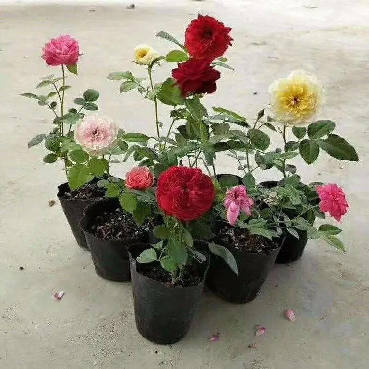 月季苗 月季小苗盆栽苗蔷薇爬藤植物 玫瑰苗康昱园林