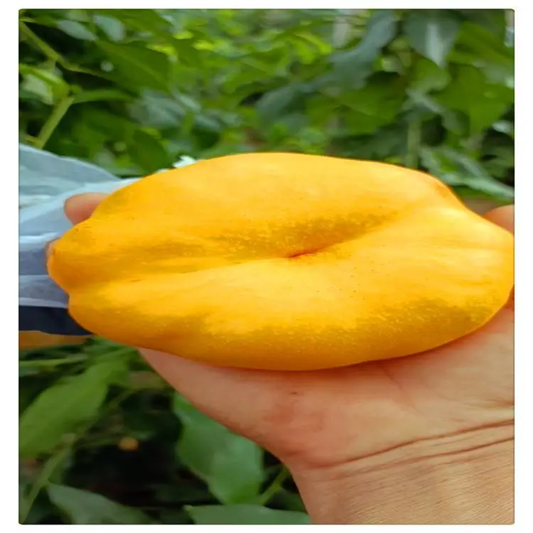 临沂批发桃树苗 ***晚熟桃树苗 1.5公分桃树实生苗批发