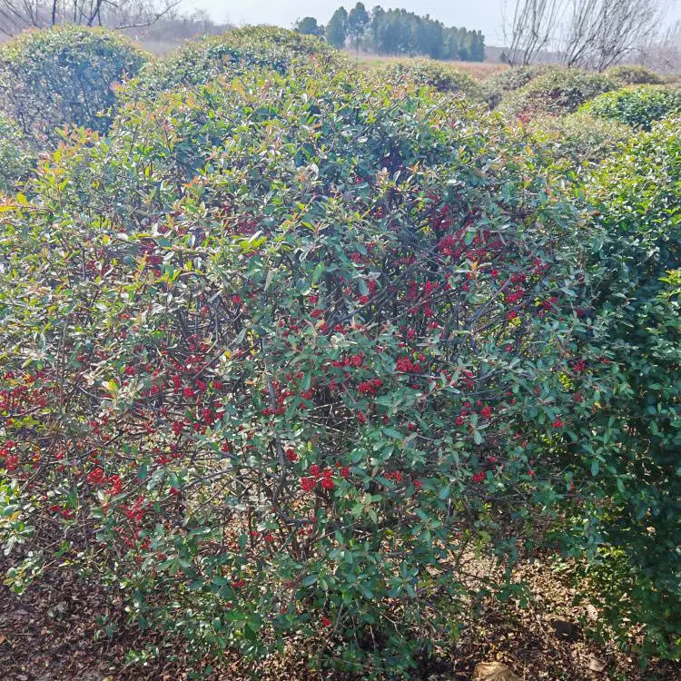 造型火棘球基地批发火把果红子刺工程景观球庭院吉祥果绿化苗