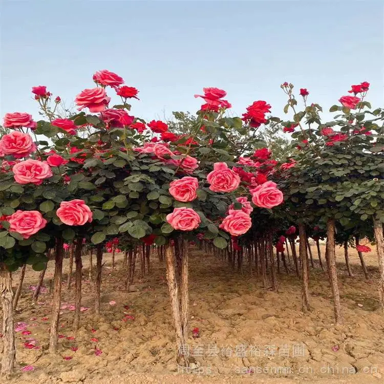 咸阳卖藤本蔷薇-苗木花卉-藤本月季花苗3年苗