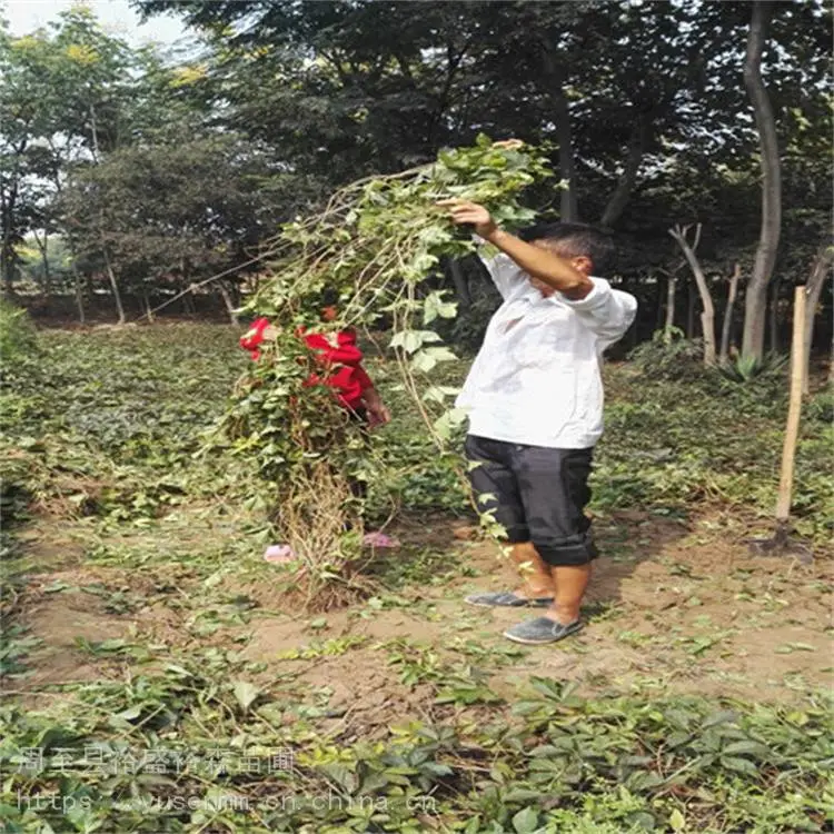 西安爬墙虎欧月季 变色爬山虎 批发爬山虎
