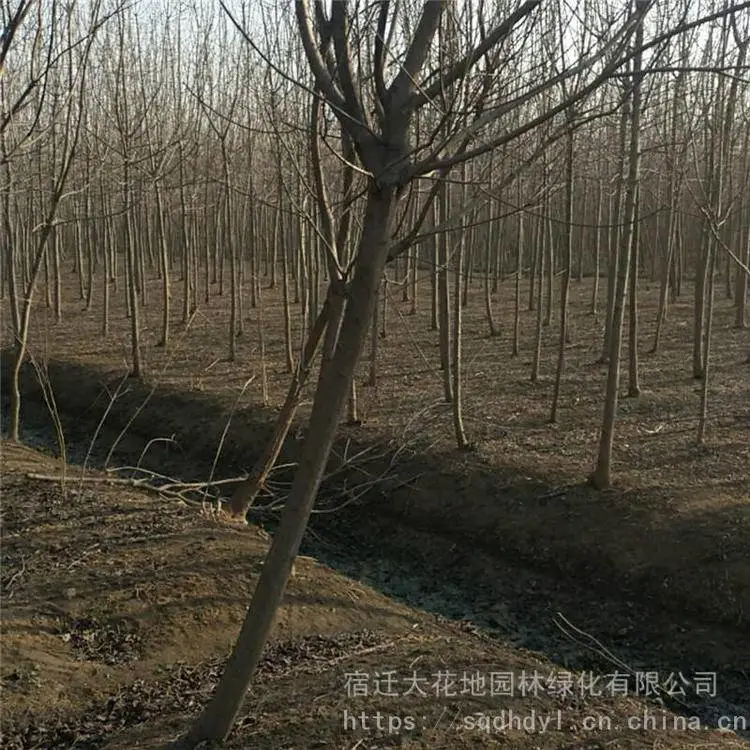 出售 地径5公分黄栌 6公分黄栌树小苗 基地自产自销