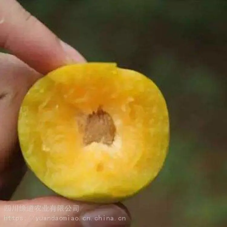 巴中蜂糖李树苗-供应蜂糖李树苗经销商