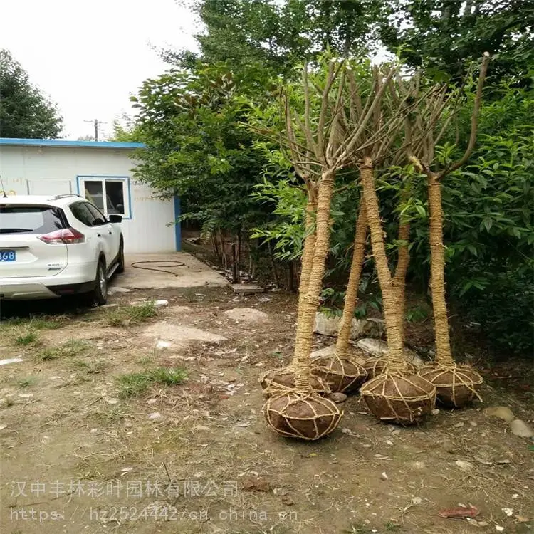 丰林彩叶园林 紫薇 紫薇新品种 苗木种植基地