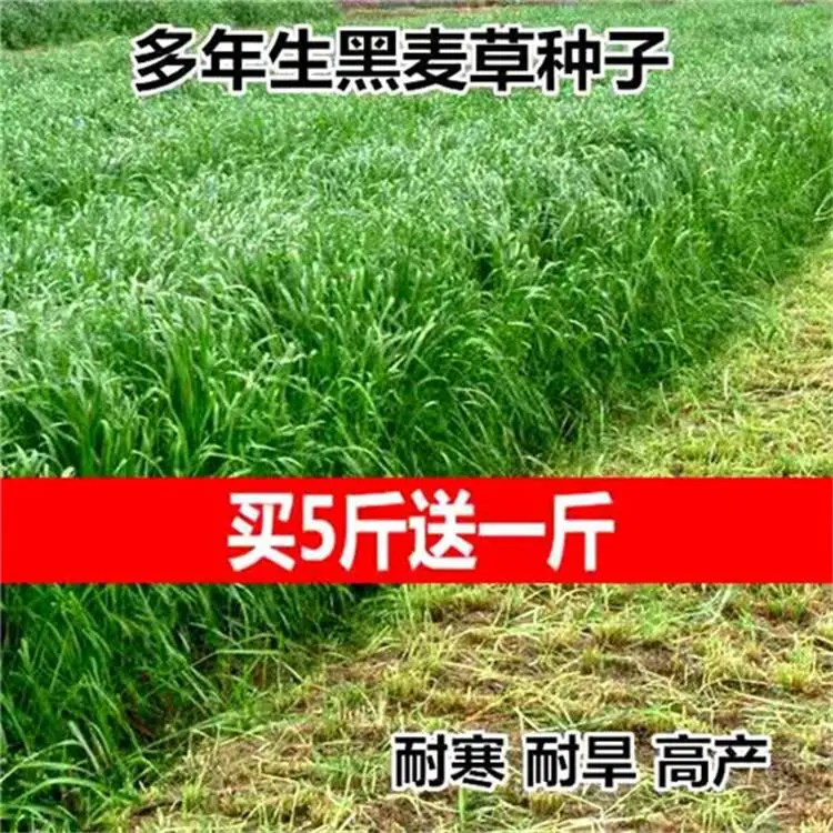 护坡王草种快手供货就近仓库湖北经销批发
