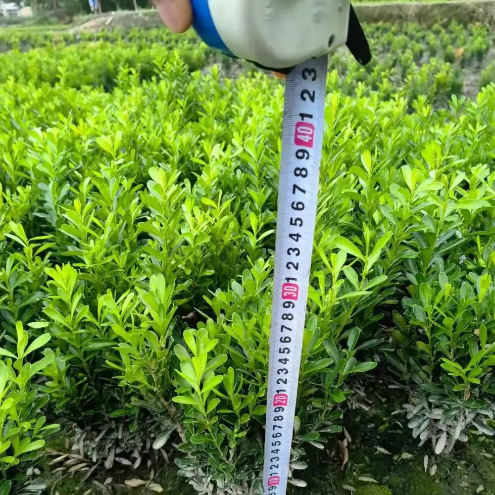 小叶黄杨成都苗圃直供 四川苗木基地批发供应 花境花园打造品种