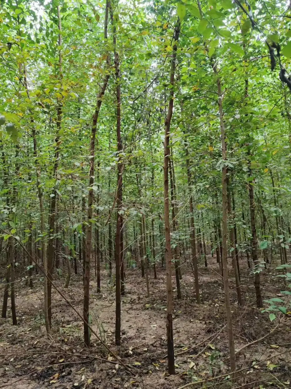 陕西渭南二乔苗木榆树小苗槐3公分基地价格,4公分榆树苗厂家批发,榆树小苗产地报价