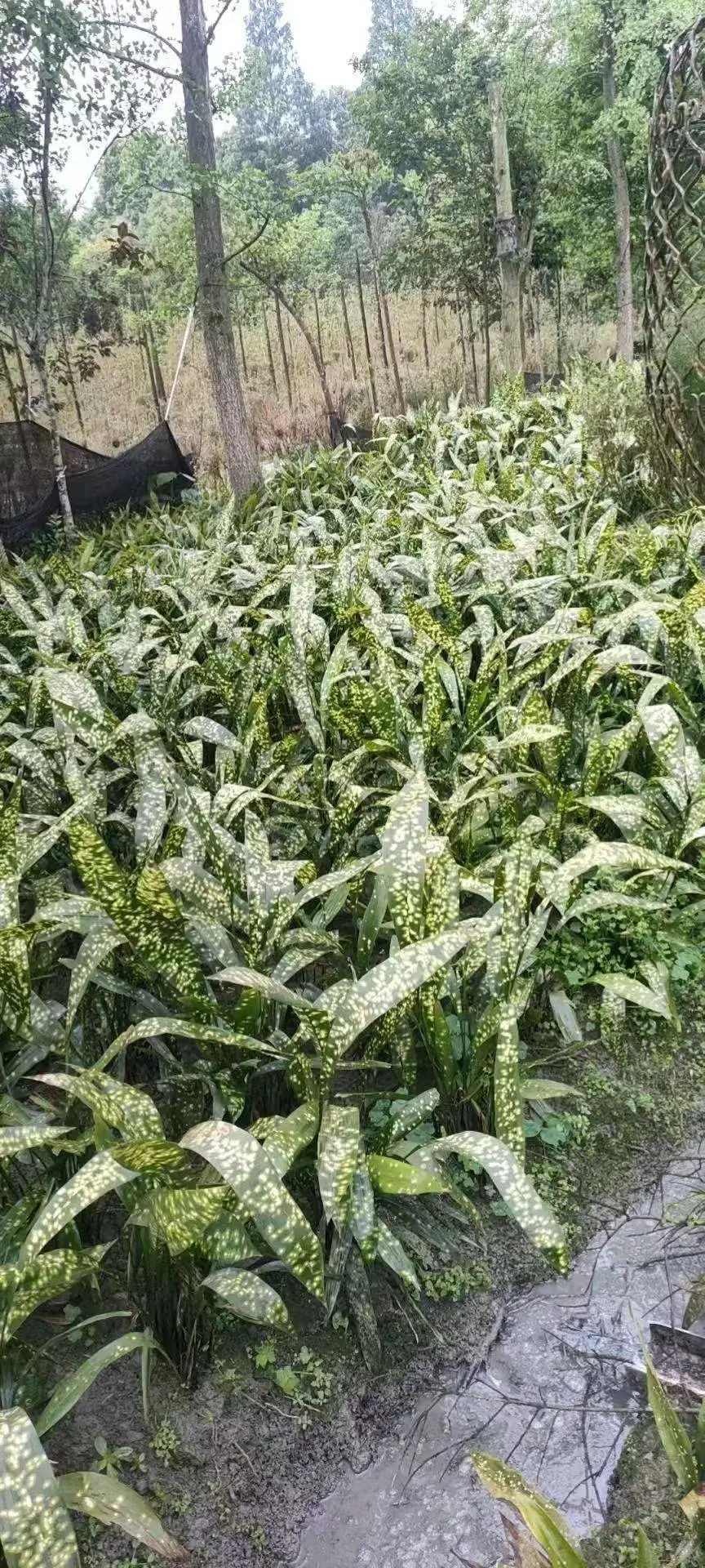 蜘蛛抱蛋小苗 西南地区绿化*** 带土发货 公园花坛花箱绿化苗木品种